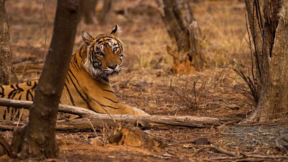 What Else Can You Do in Ranthambore