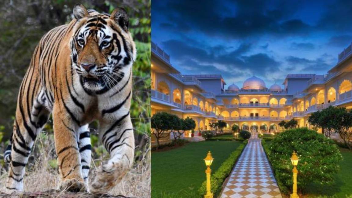 What is Ranthambore Really Like